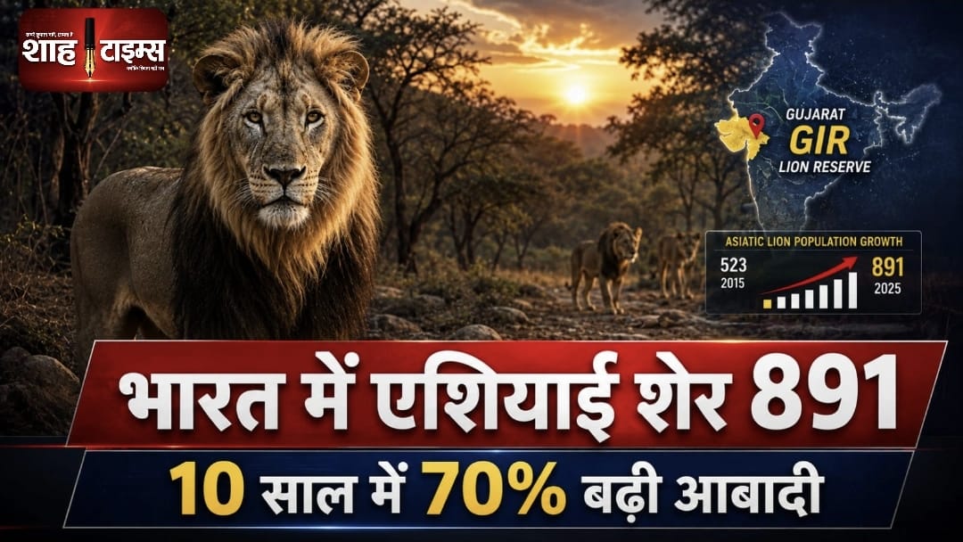 World Lion Day: भारत में एशियाई शेरों की संख्या 891 पहुंची, एक दशक में 70% बढ़ी आबादी