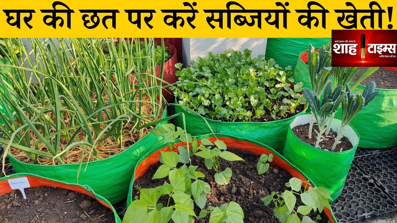 घर की छत पर शुरू करें सब्जियों की खेती, कम जगह में ऐसे उगाएं फसल