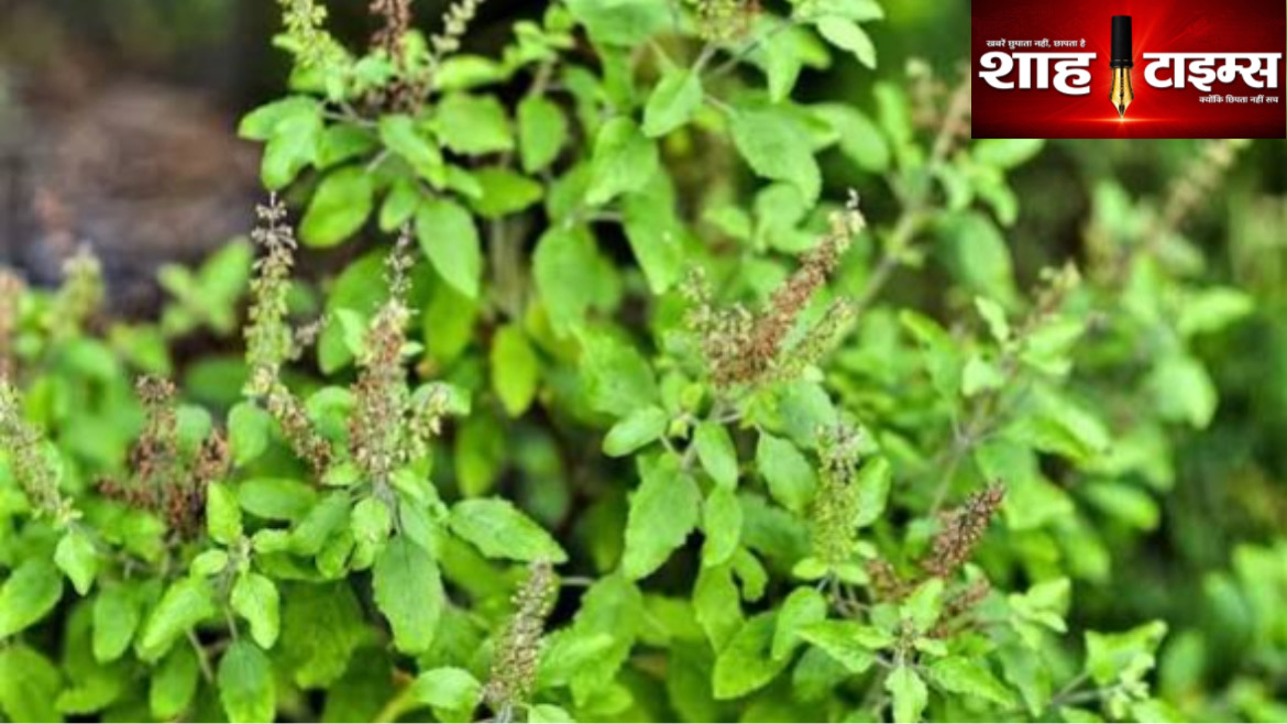 पूजा-अर्चना के साथ सेहत के लिए भी खास है तुलसी, जानिए फायदे