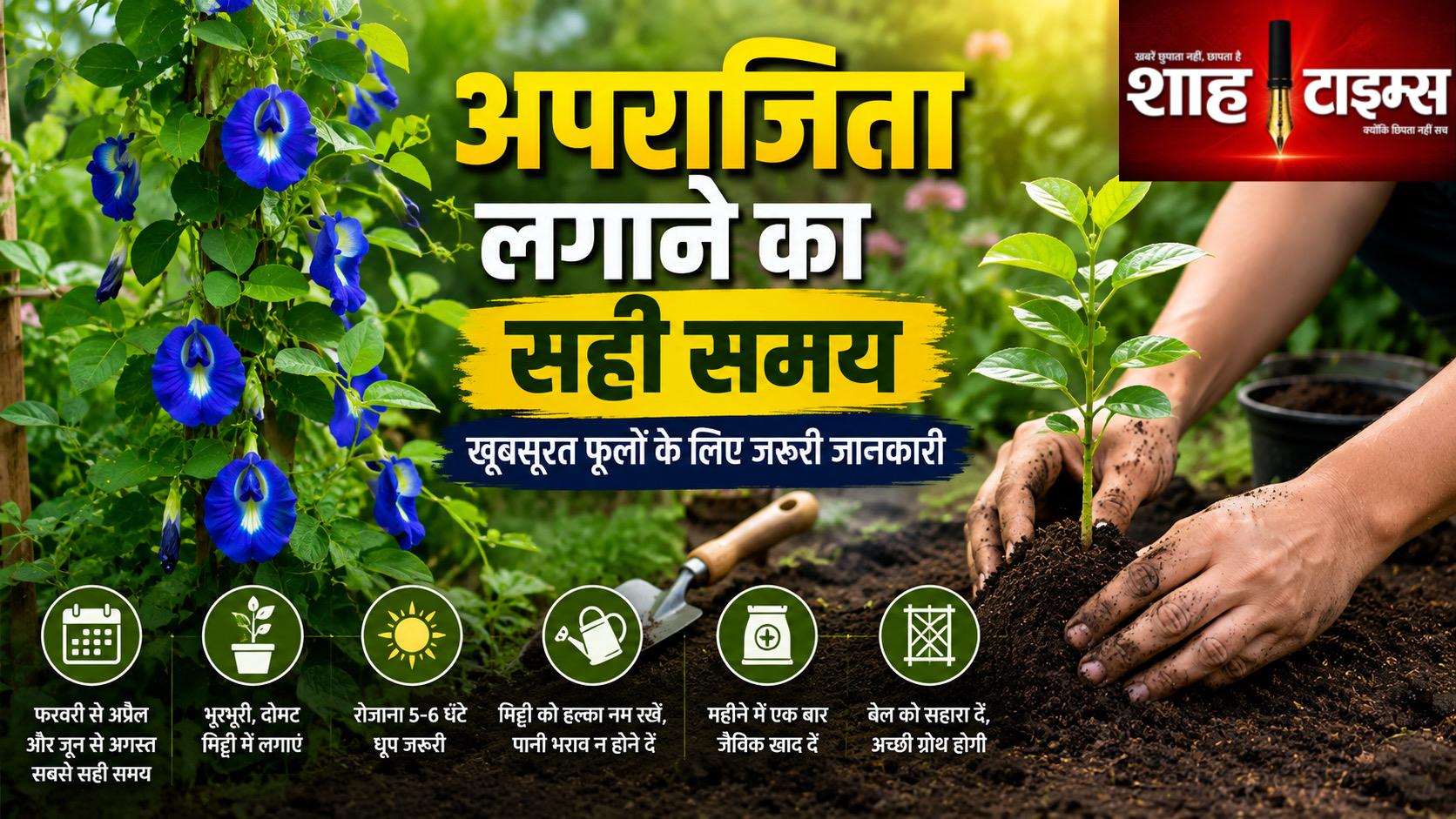 अपराजिता का पौधा लगाने का सही समय क्या है? जानिए पूरी जानकारी