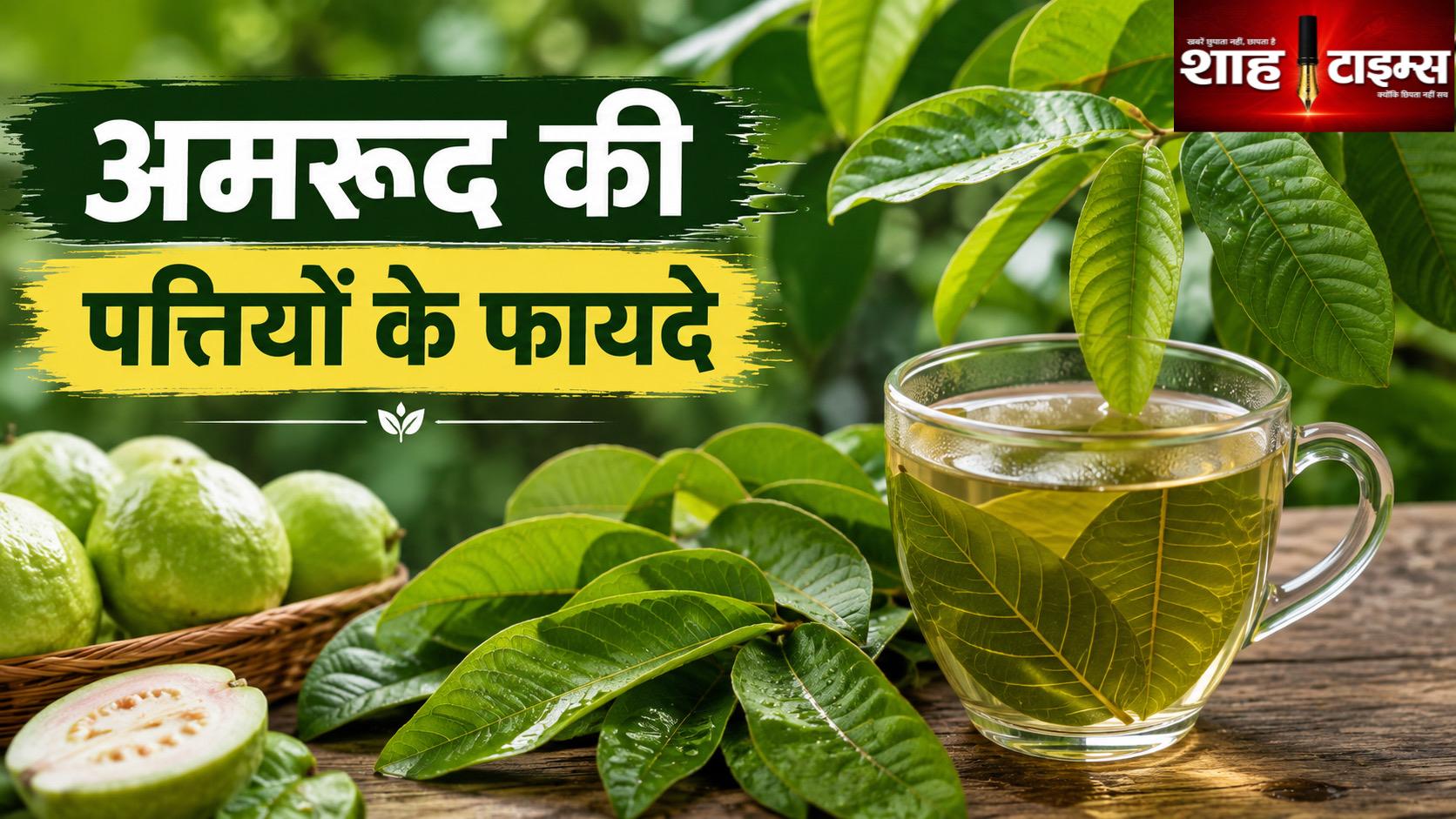 अमरूद की पत्तियां सेहत के लिए कितनी फायदेमंद? जानिए