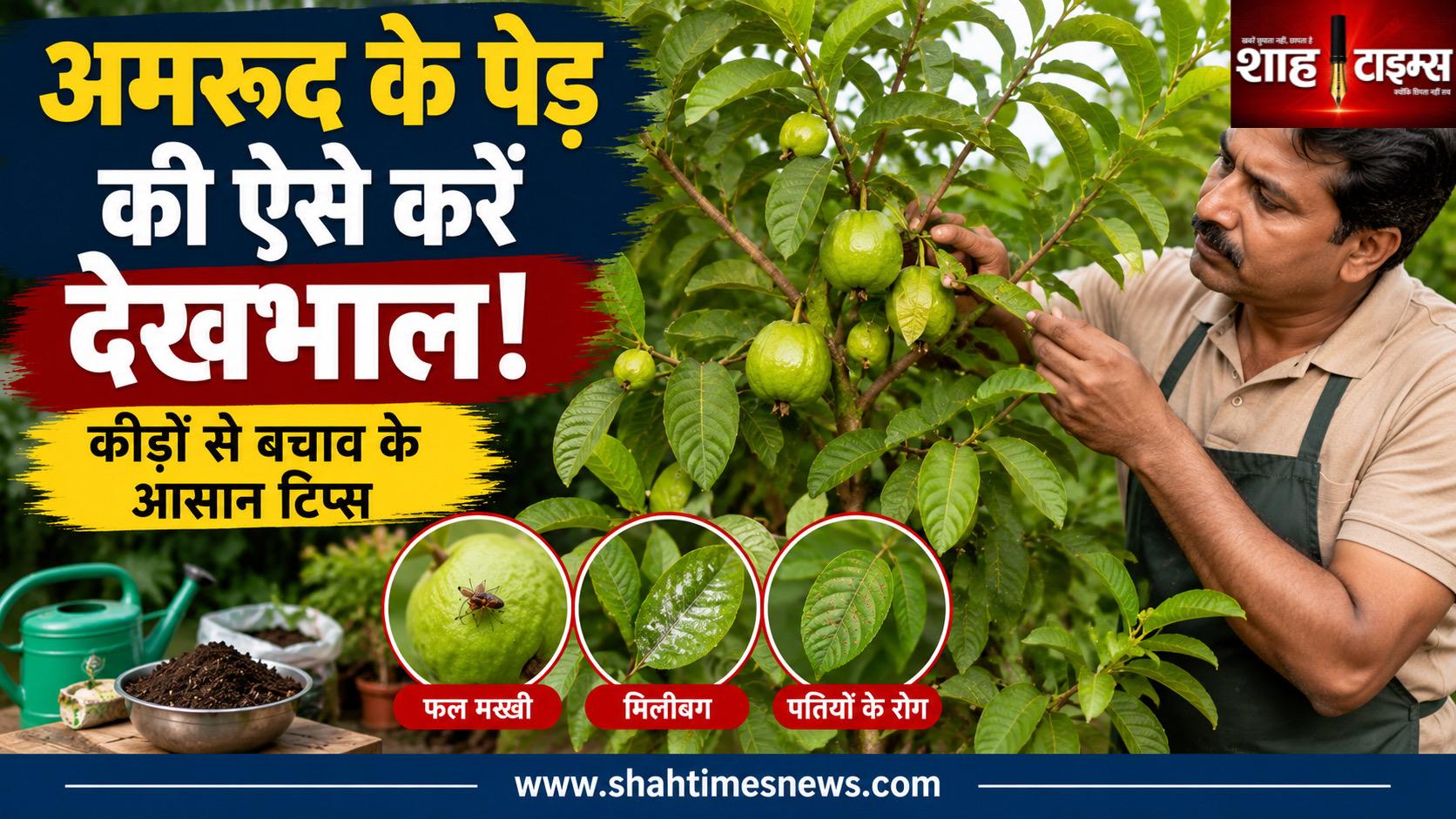 अमरूद के पेड़ की देखभाल के लिए अपनाएं ये आसान टिप्स, कीड़ों से बचाने में मिल सकती है मदद