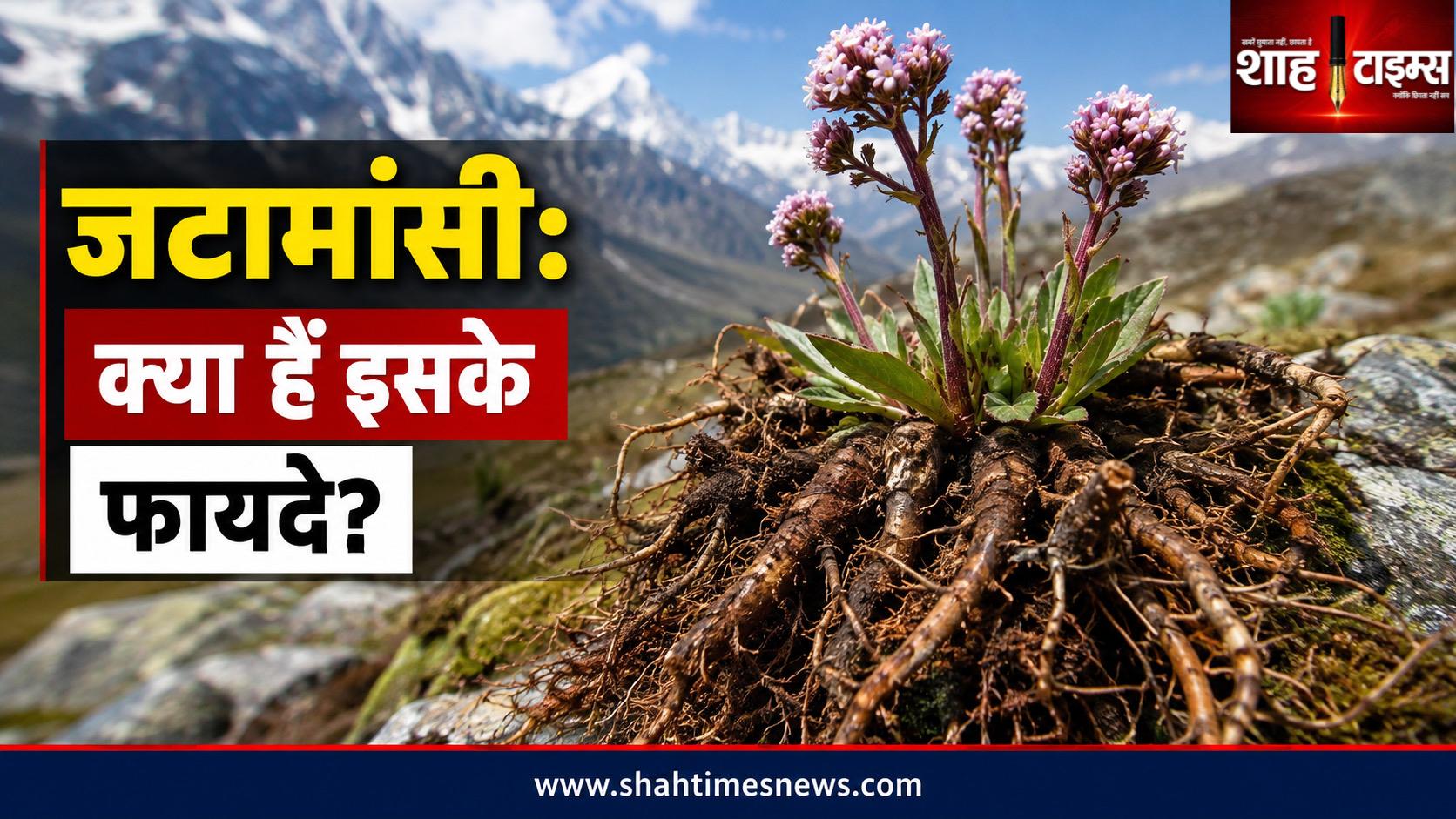 जटामांसी जड़ी-बूटी: तनाव और नींद से लेकर बालों तक, क्या हैं इसके संभावित फायदे?