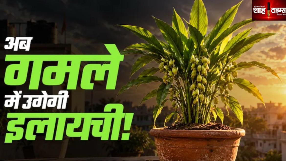 घर पर कैसे उगाएं इलायची, जानिए आसान तरीका और जरूरी टिप्स
