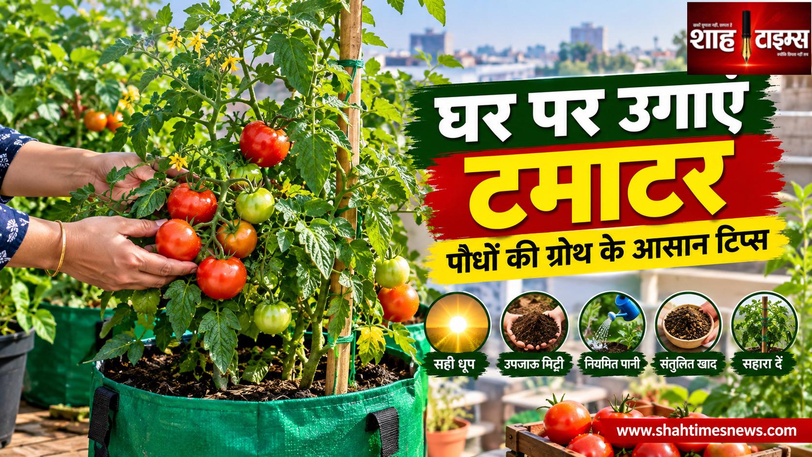 कुछ ही हफ्तों में घर पर उगाएं टमाटर, पौधों की ग्रोथ के लिए अपनाएं ये आसान टिप्स