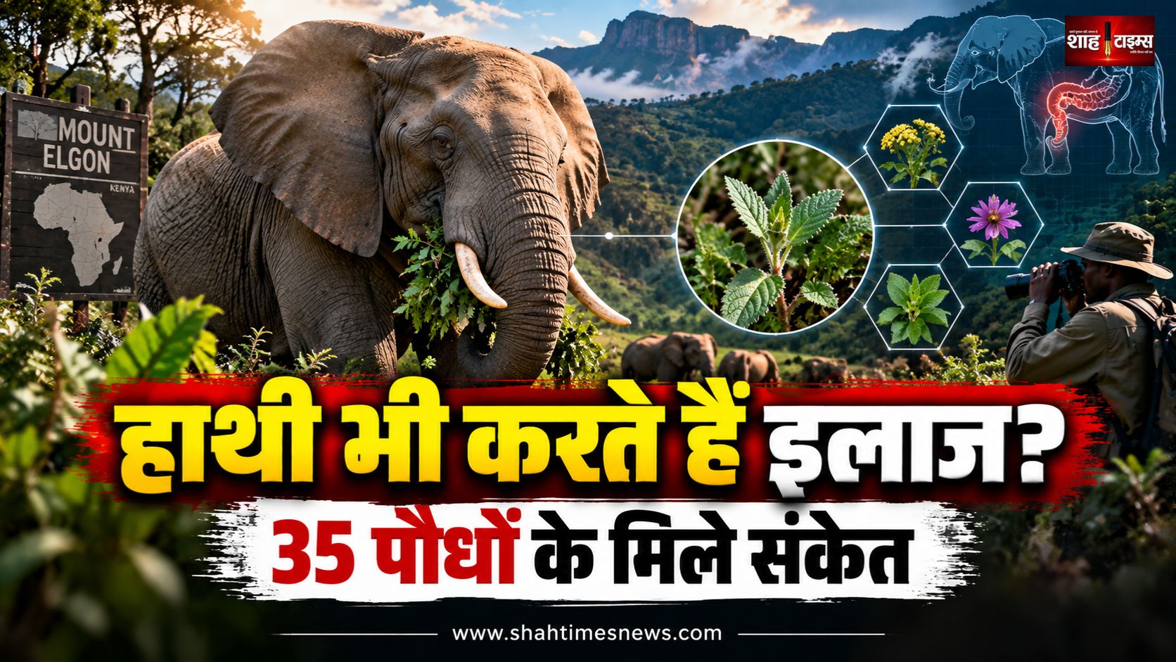 अफ्रीकी हाथी भी खुद अपना इलाज करते हैं, केन्या के अध्ययन में 35 औषधीय पौधों के संकेत