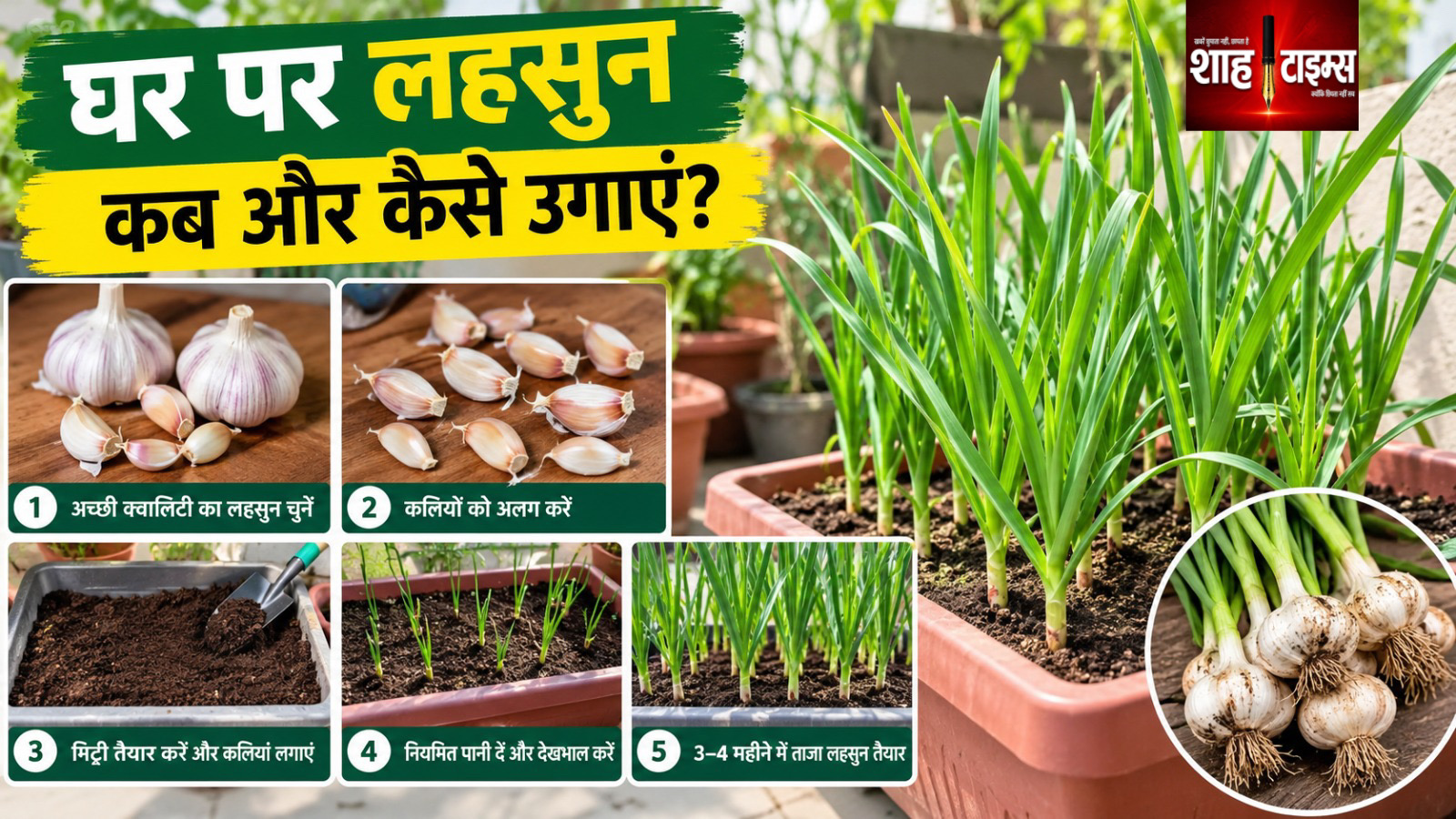 घर पर लहसुन कब और कैसे उगाएं, जानिए सही समय और सही तरीका