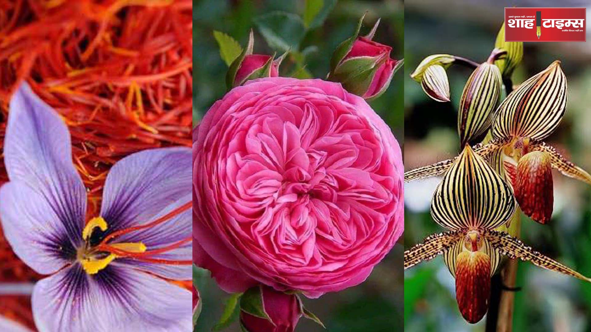 हजारों लाखों में नहीं बल्कि करोड़ों में है इन फूलों की कीमत, सुनकर हो जाओगे हैरान